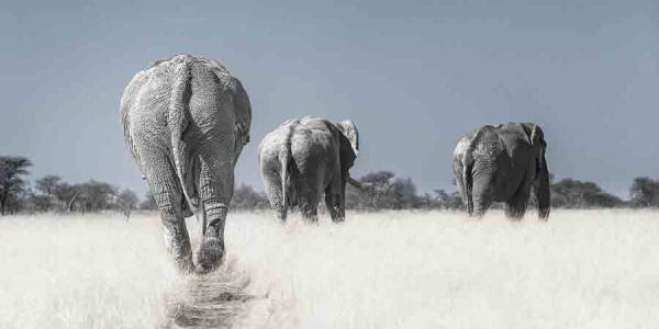 Photograph Anette Mossbacher Gang Of Three on One Eyeland